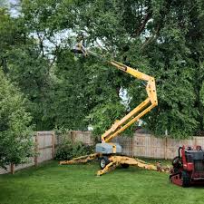 How Our Tree Care Process Works  in  Chapel Hill, NC