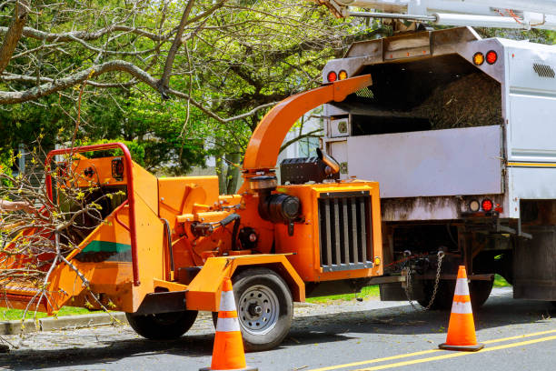 Professional Tree Removal in Chapel Hill, NC